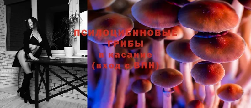 наркотики  Менделеевск  Псилоцибиновые грибы Psilocybine cubensis 